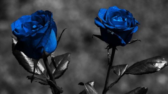 rosa azul 2